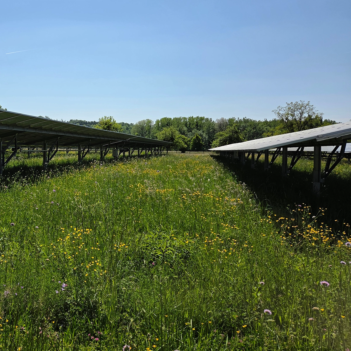 Wir stehen zwischen PV-Paneelen im Wallsee-Mitterkirchen. Wir sehen rechts und links eine Reihe dazwischen ist einen Blumenwiese. Im Hintergrund sehen wir Bäume und Sträucher. Der Himmel ist blau.